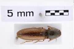 Foto (Dorsalansicht) von Athous vittatus (Fabricius, 1792) (NHMW-ZOO-COL-0007802)
